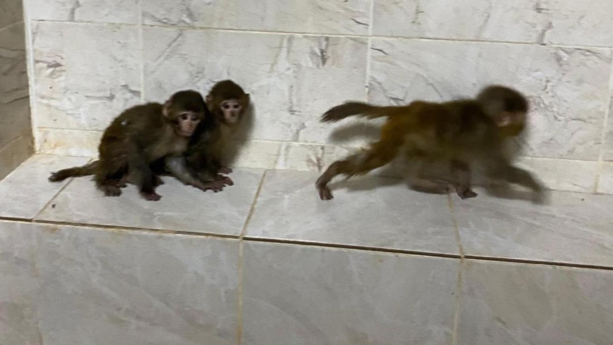 Habur'da 3 maymun yakalandı