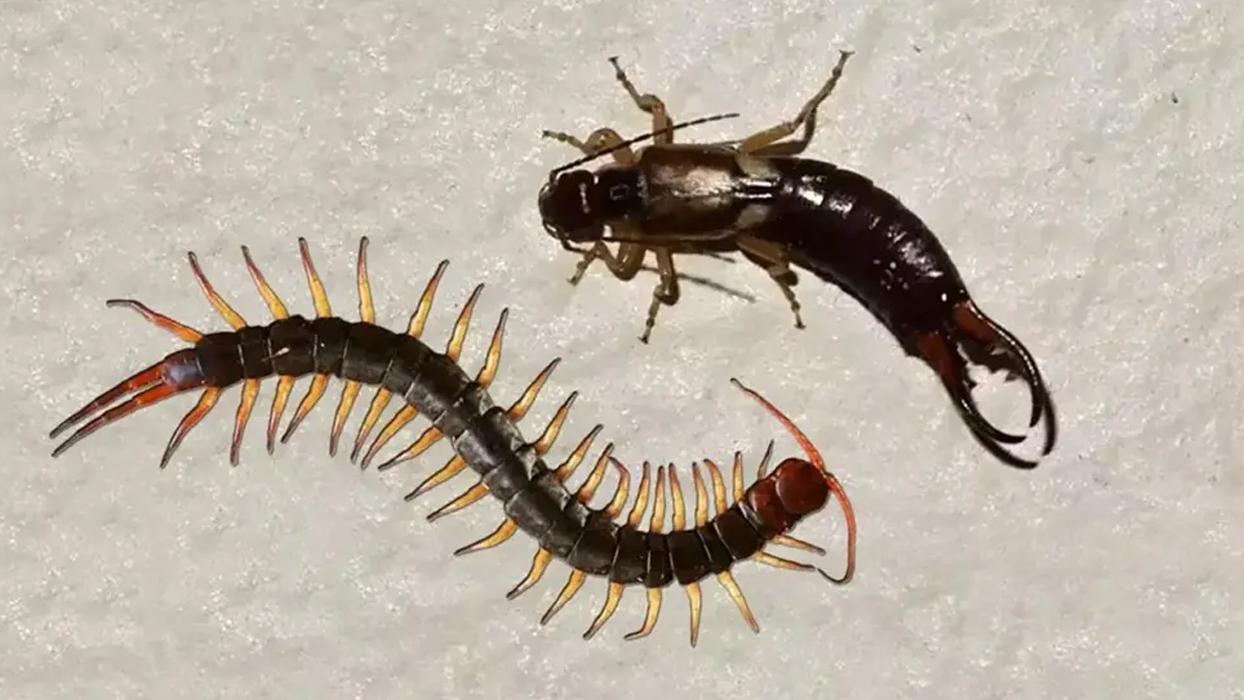 Kimsenin aklına gelmezdi! Meğer kırkayak ve kulağakaçan bu yüzden evlere geliyormuş