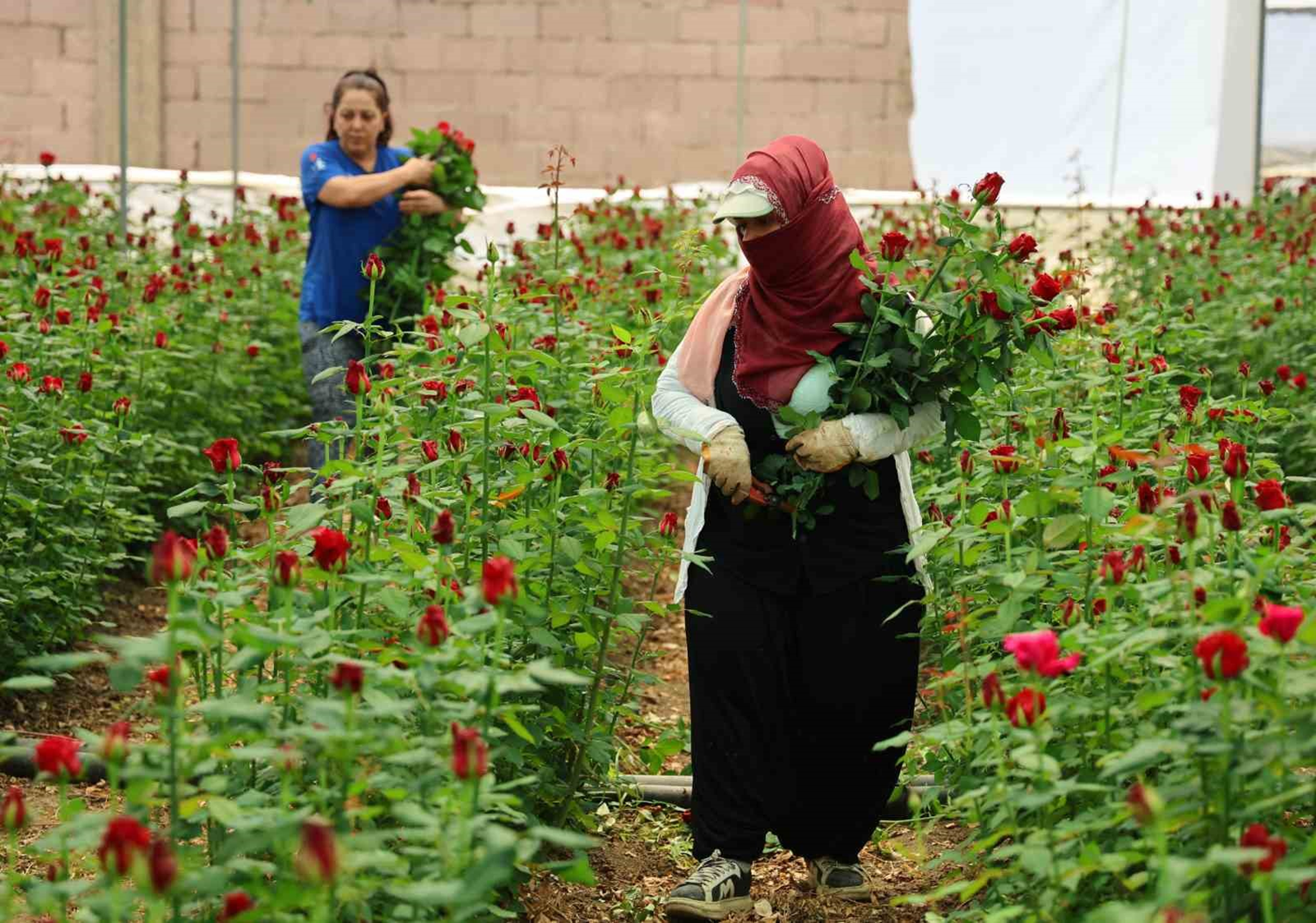 Anneler gününe hazırlık: Tanesi serada 5, çiçekçide 100 lira