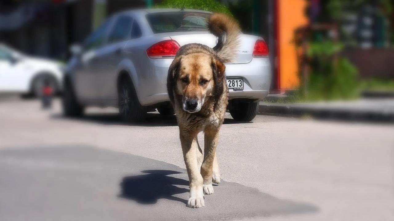 AYM, sahipsiz hayvanlar düzenlemesinin iptalini reddetti