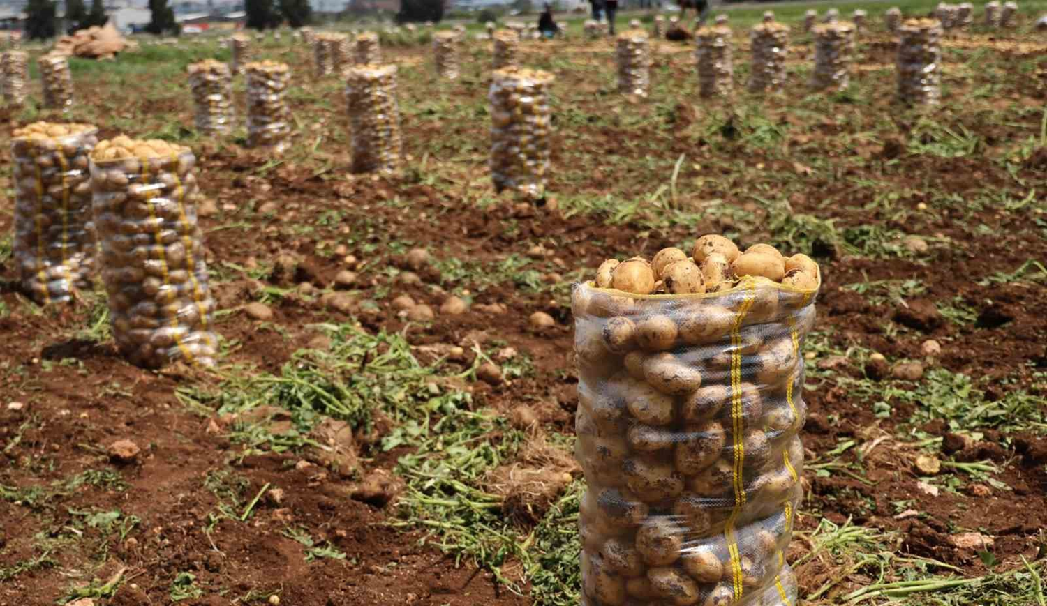 Mersin limanında 2 bin ton patates virüs nedeniyle iade edildi