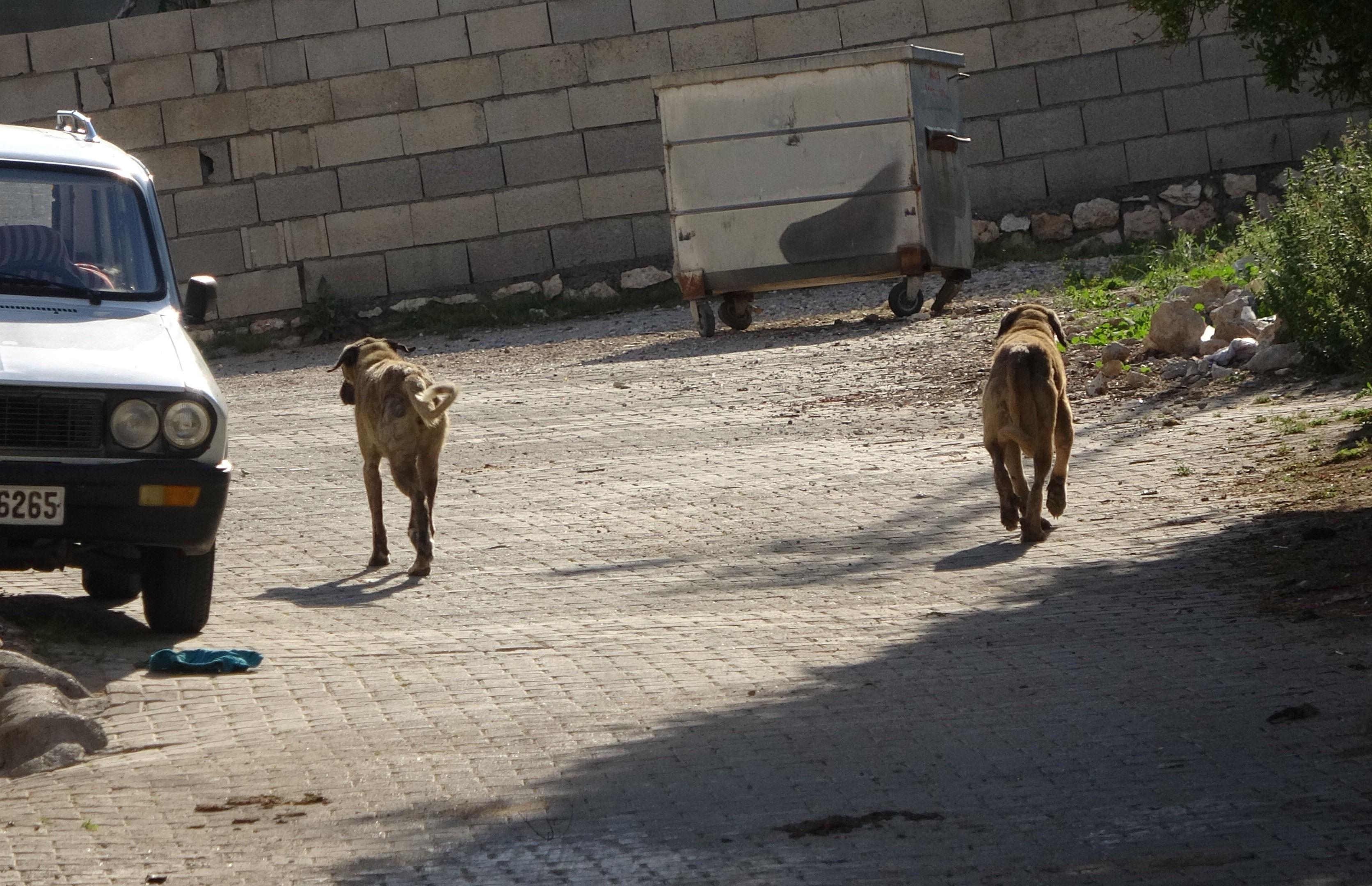 Adıyaman'ın Besni ilçesine bağlı Sugözü köyünde sokak köpekleri köylülerin hayvanlarına saldırdı