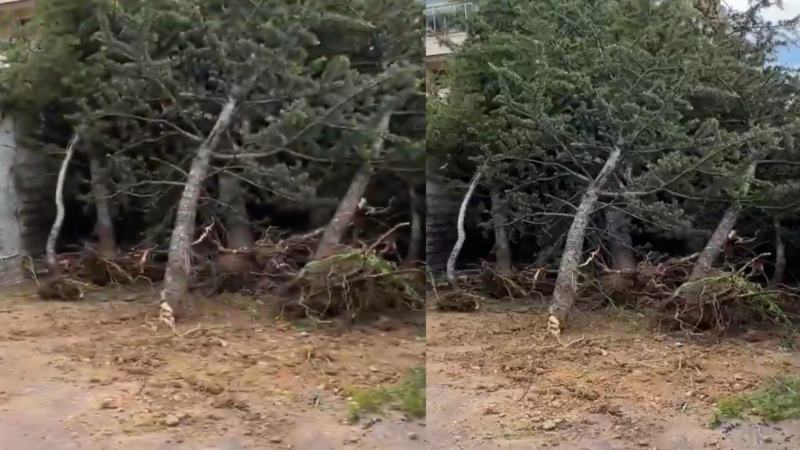 CHP'li Çankaya Belediyesi mesire alanında ağaçları kırarak yerinden söktü