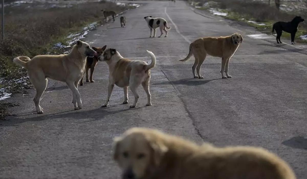 Başıboş köpekler dehşet saçtı: Kolunu ve bacağını kaybediyordu