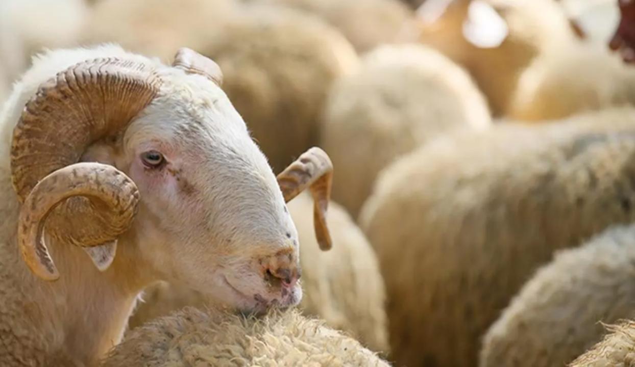 Kurban Bayramı ne zaman? Bayram tatili 9 gün olacak mı?