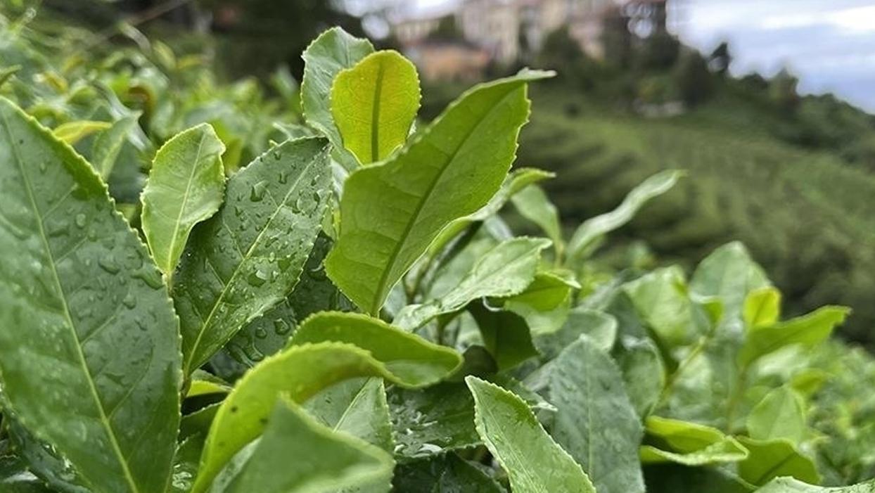 Rize'den 4 ayda 5,5 milyon dolarlık çay ihracatı