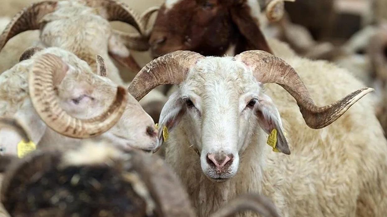 Son dakika: 2025 Kurban Bayramı tatili belli oldu! Kurban Bayramı ne zaman, kaç gün olacak?