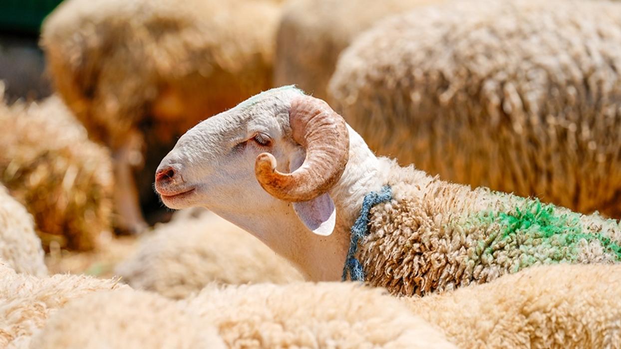 Kurban bağışları dünyanın farklı noktalarındaki milyonlarca kişinin sofralarına ulaşacak