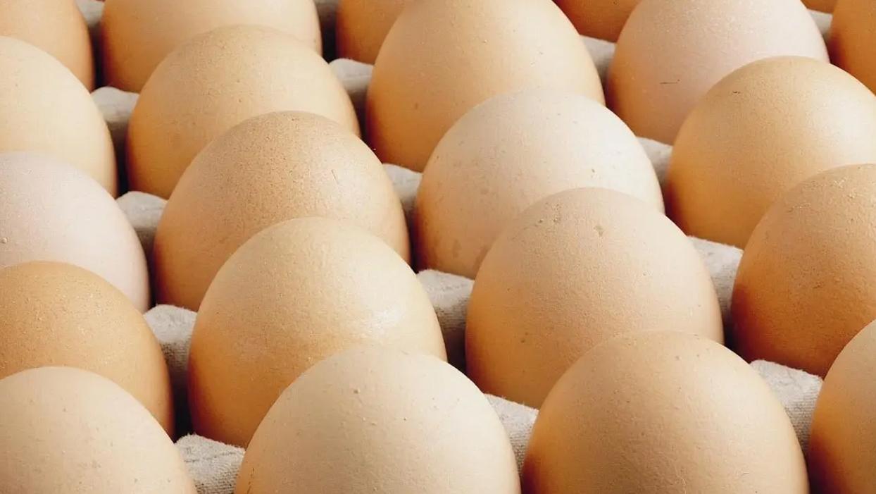 Yumurta ihracatında düzenleme