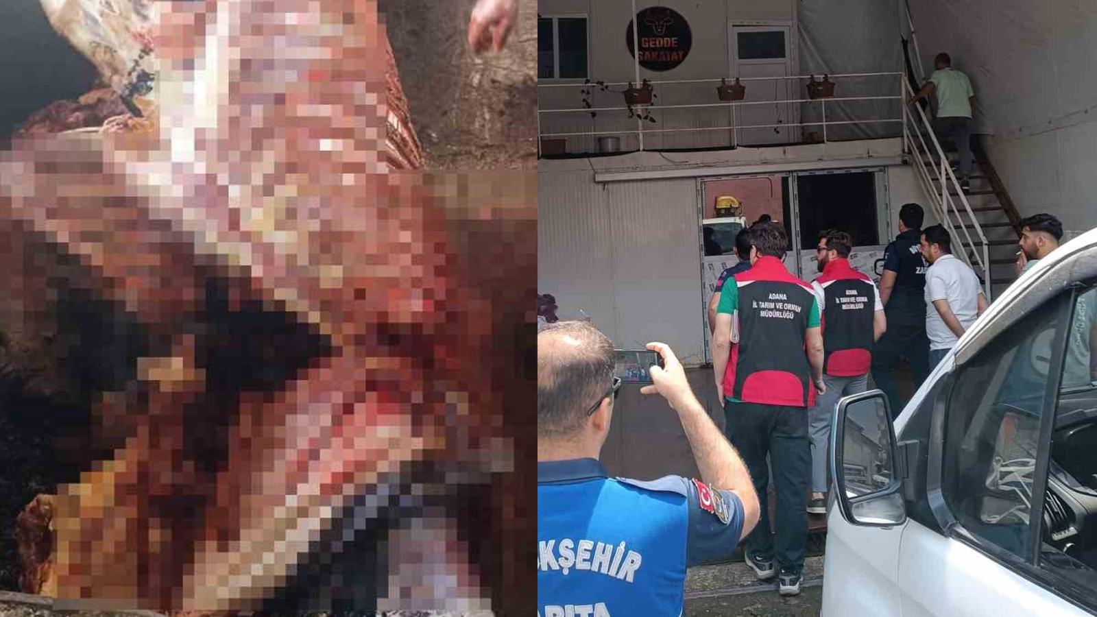 Adana'da 2,5 ton at eti ele geçirildi