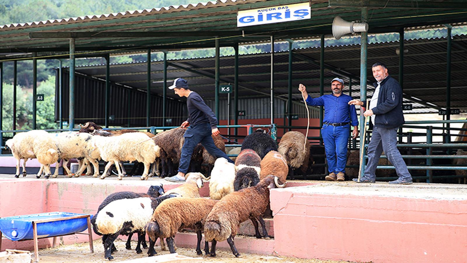 Kurbanlık seçiminde küpe ve sağlık belgelerine dikkat!
