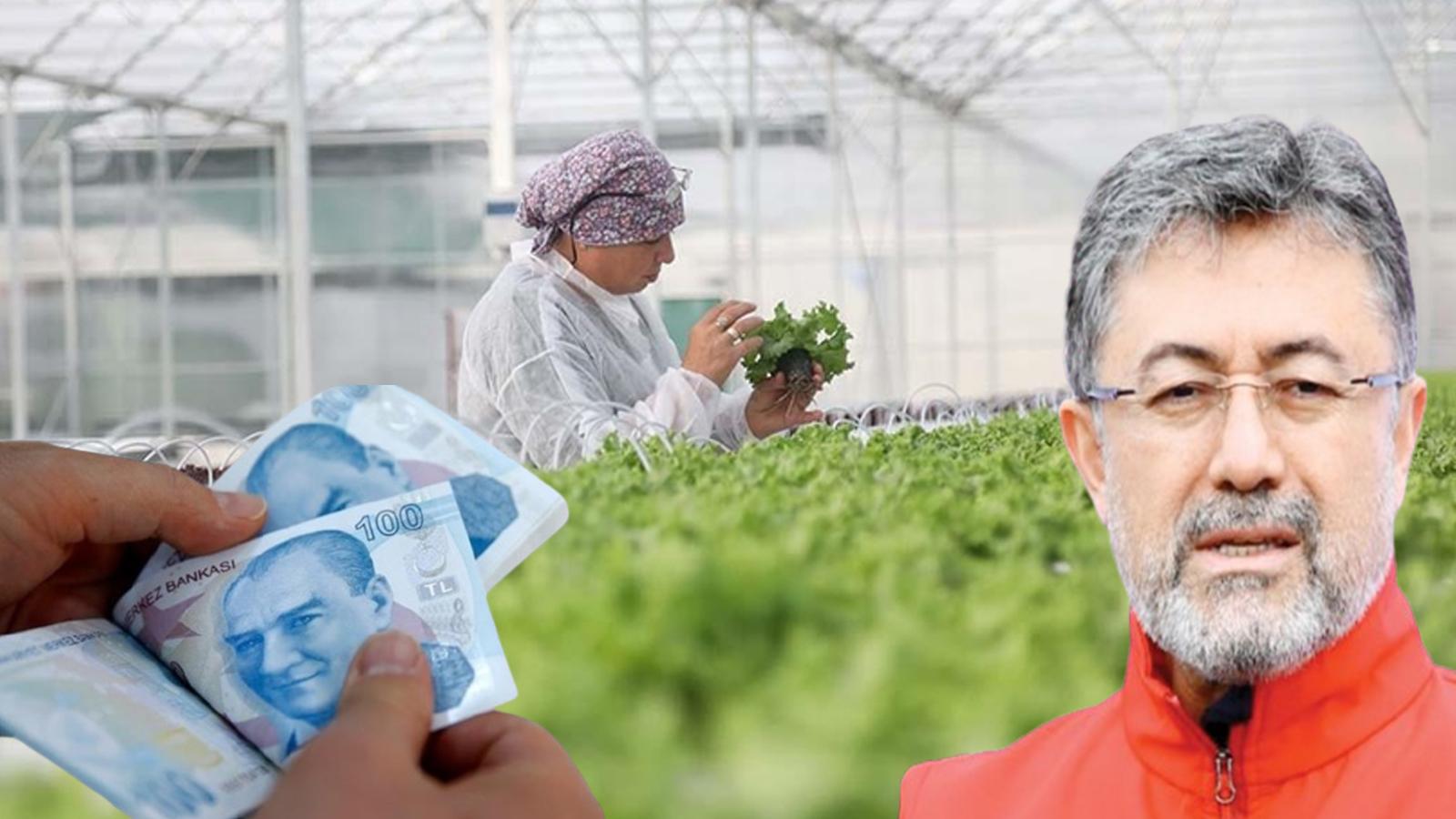 Bakan Yumaklı, Bafra ve Çaycuma Sera OTB'lerinde üretime başlandığını bildirdi