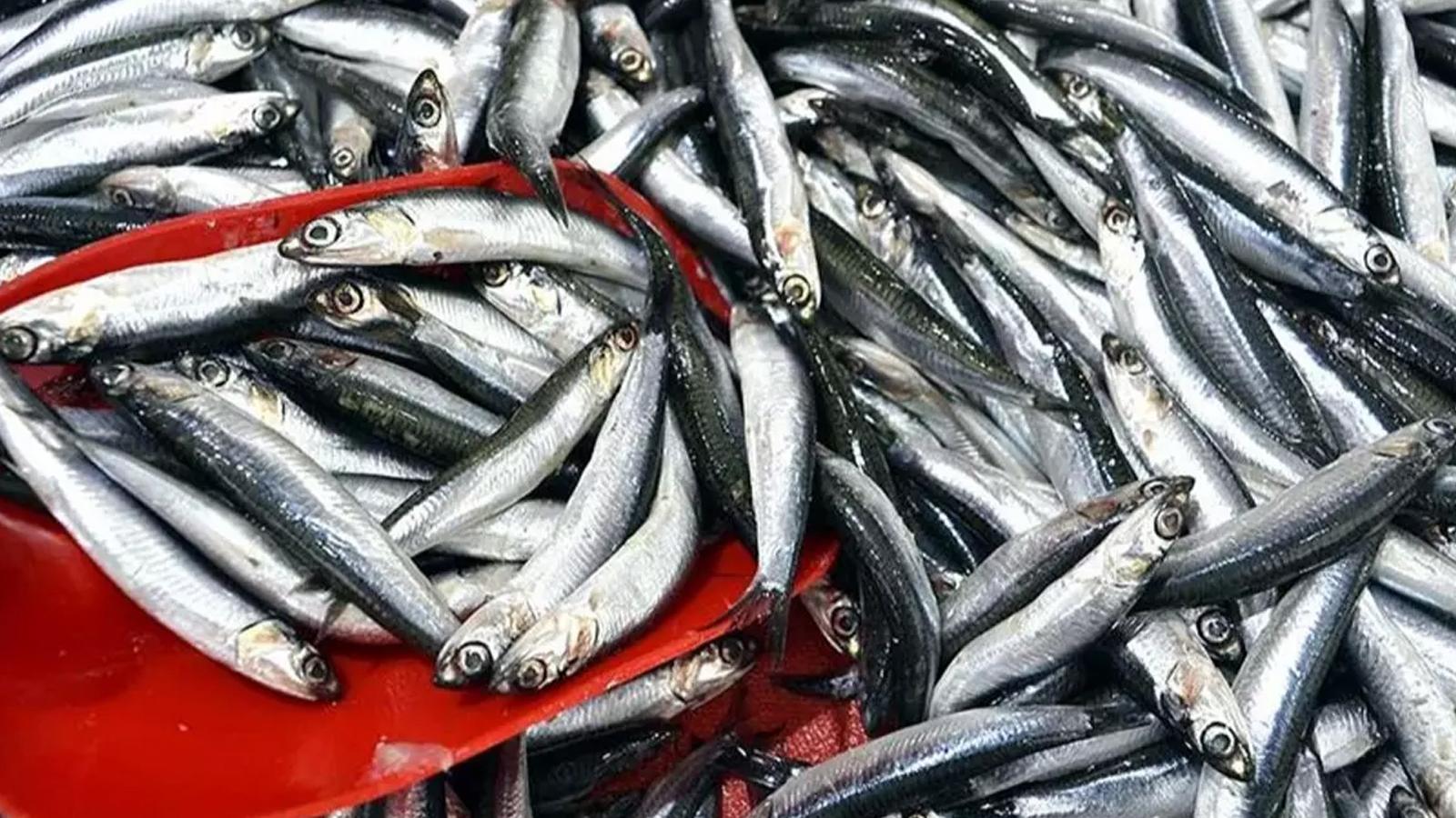 Türkiye'de son 10 yılda en çok avlanan balık hamsi! Palamut ve sardalya liderlik için yarışıyor