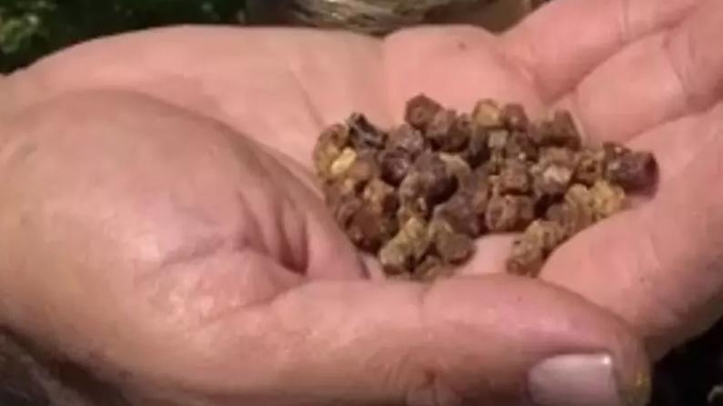Arı ekmeği yeni gelir kapısı: Kilosu 3 bin liradan alıcı buluyor!