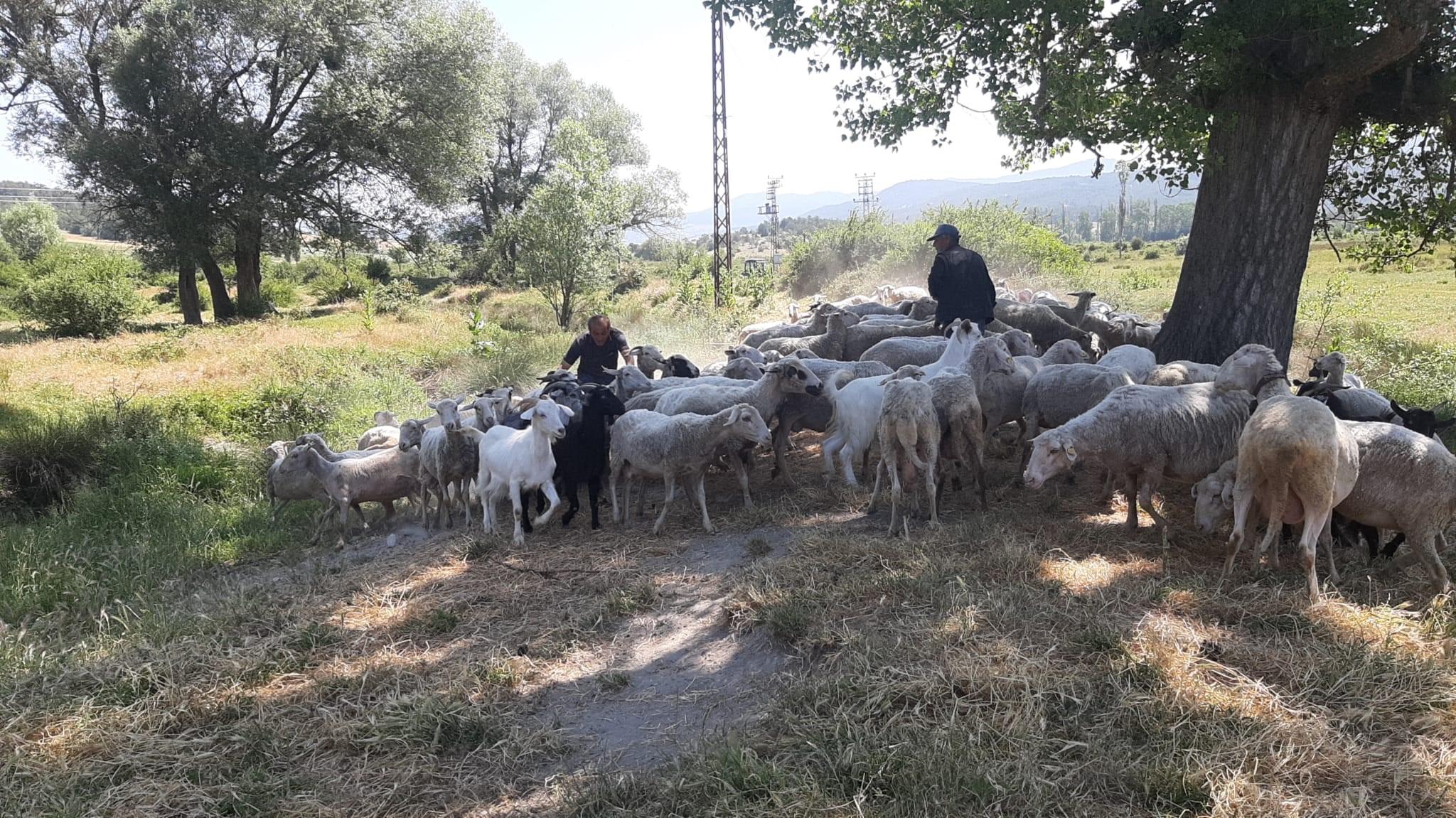 Koyunlar başıboş köpeklerin saldırısına uğradı, sürü sahibi tepkili