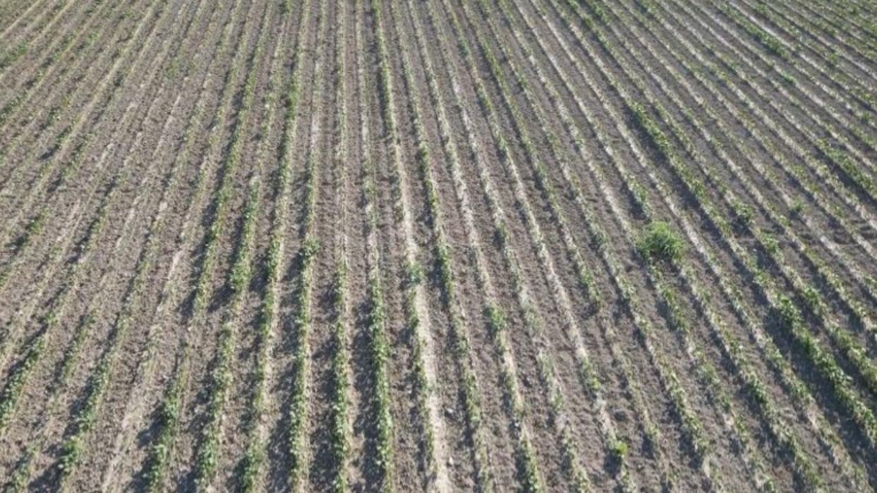 Denizli'de arıtılan suyla sulanan 5 bin dönüm toprak çoraklaştı, ekinler kurudu!