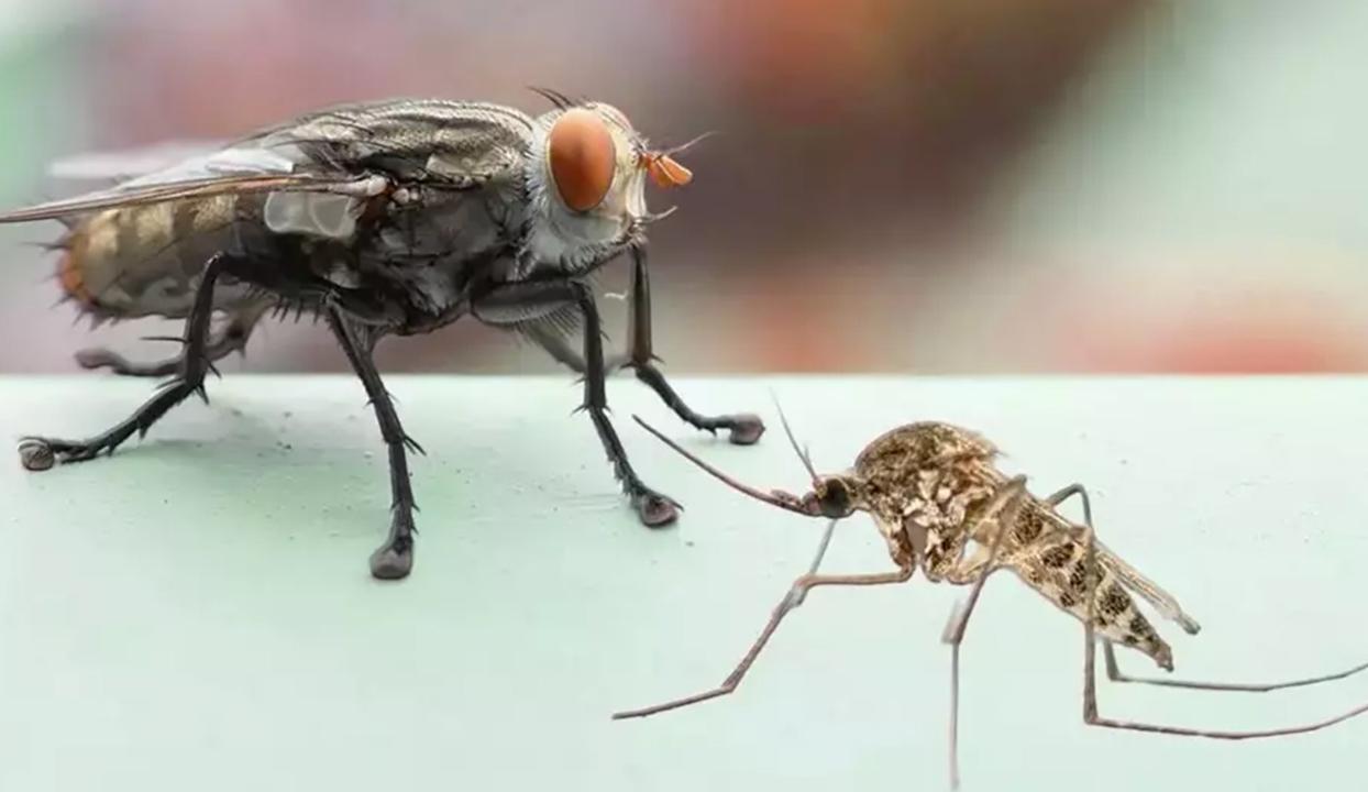 Sinekler o kokunun peşini bırakmıyor! Meğer eve gelme sebebi buymuş