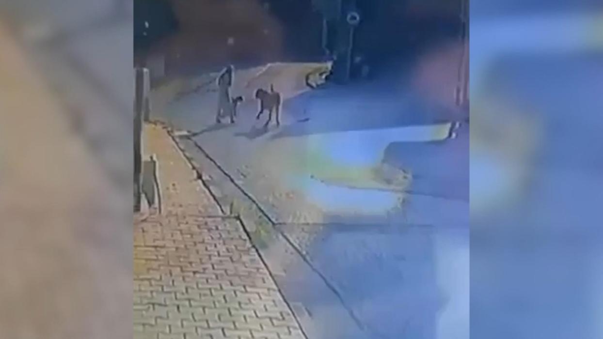 Sarıyer'de sokak köpekleri dehşeti! Kadın ve köpeği yürüyüş sırasında saldırıya uğradı
