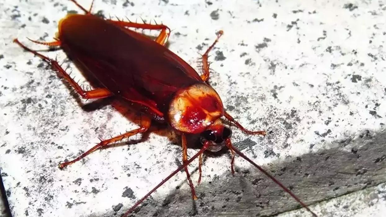 Meğer sebebi buymuş! Hamam böcekleri buna geliyor