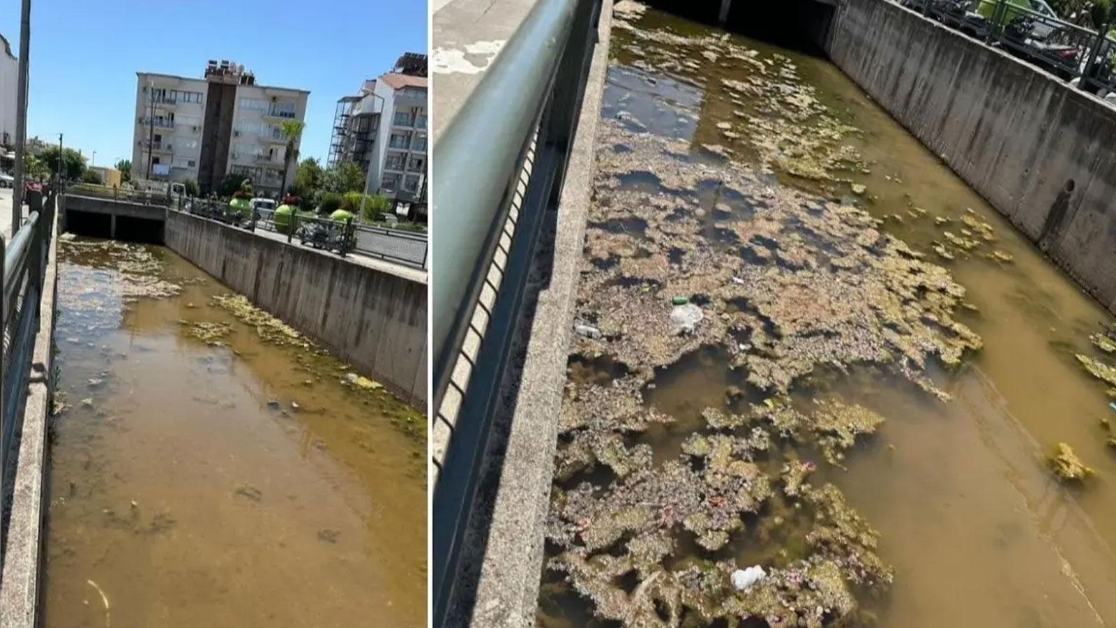 Marmaris'te dere kirliliği vatandaşları isyan ettirdi: Temizlik talepleri artıyor