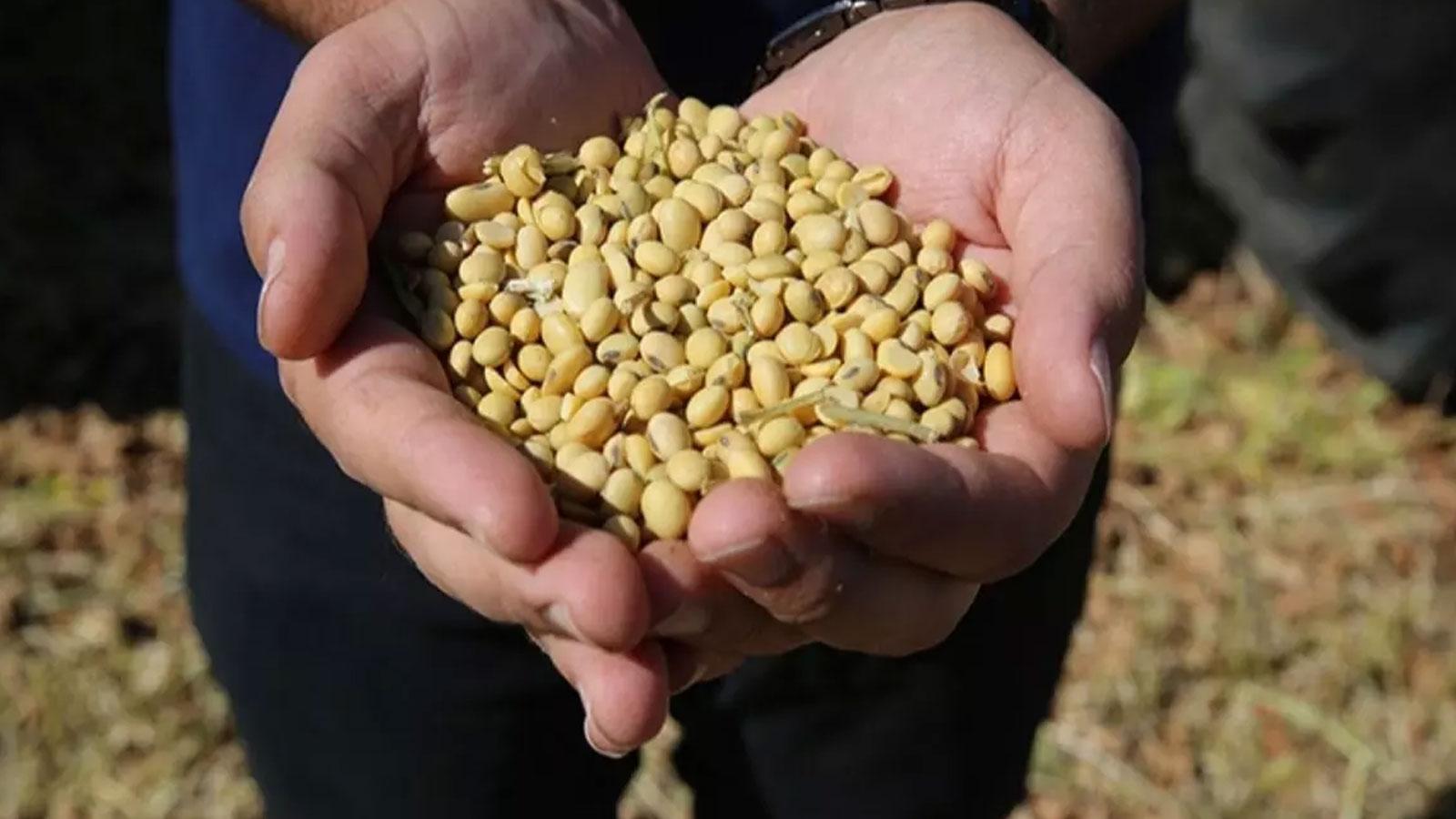 Tarım ve Orman Bakanlığı'ndan yeni tebliğ: İkinci ürün olarak soya üretenlere ek destek