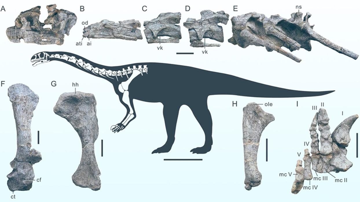 Şimdiye kadar keşfedilenlerin en eskisi... Çin'de yeni bir dinozor türüne ait fosil bulundu