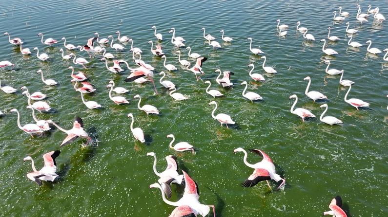 Gölde görüntülenen flamingo sürüsünden görsel şölen!