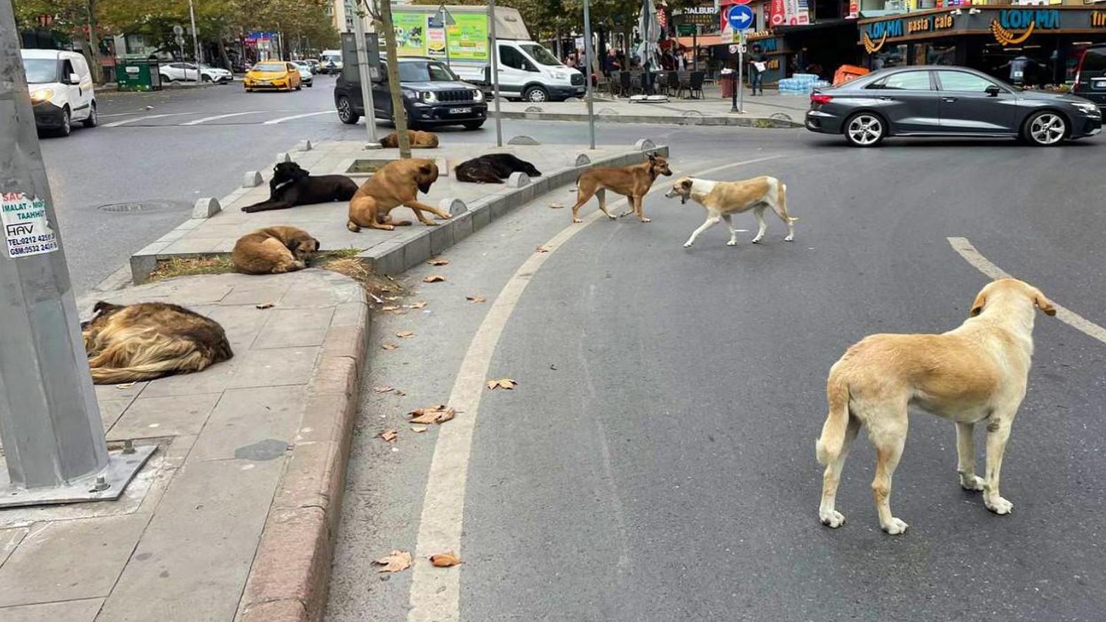 İstanbul'daki sahipsiz sokak köpekleri için karar