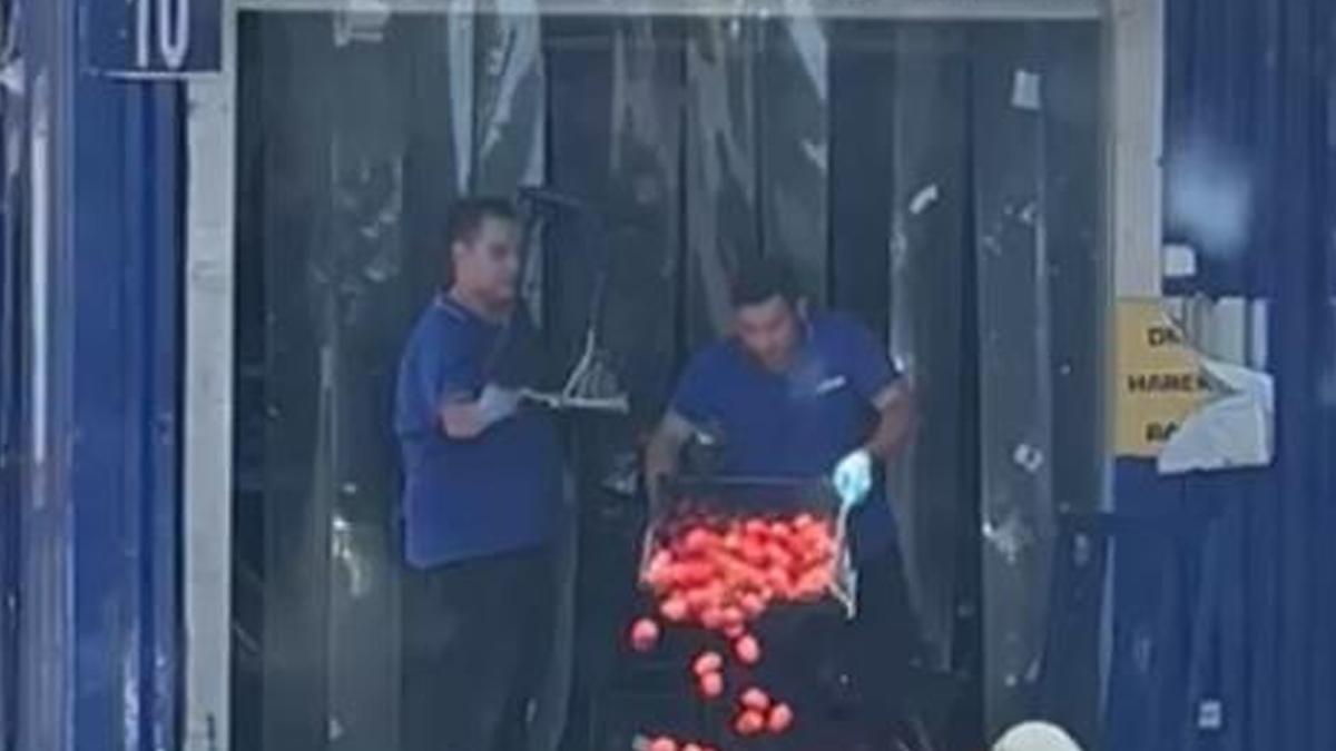 Kasalarca domatesi çöpe atmışlardı! Ticaret Bakanlığı harekete geçti