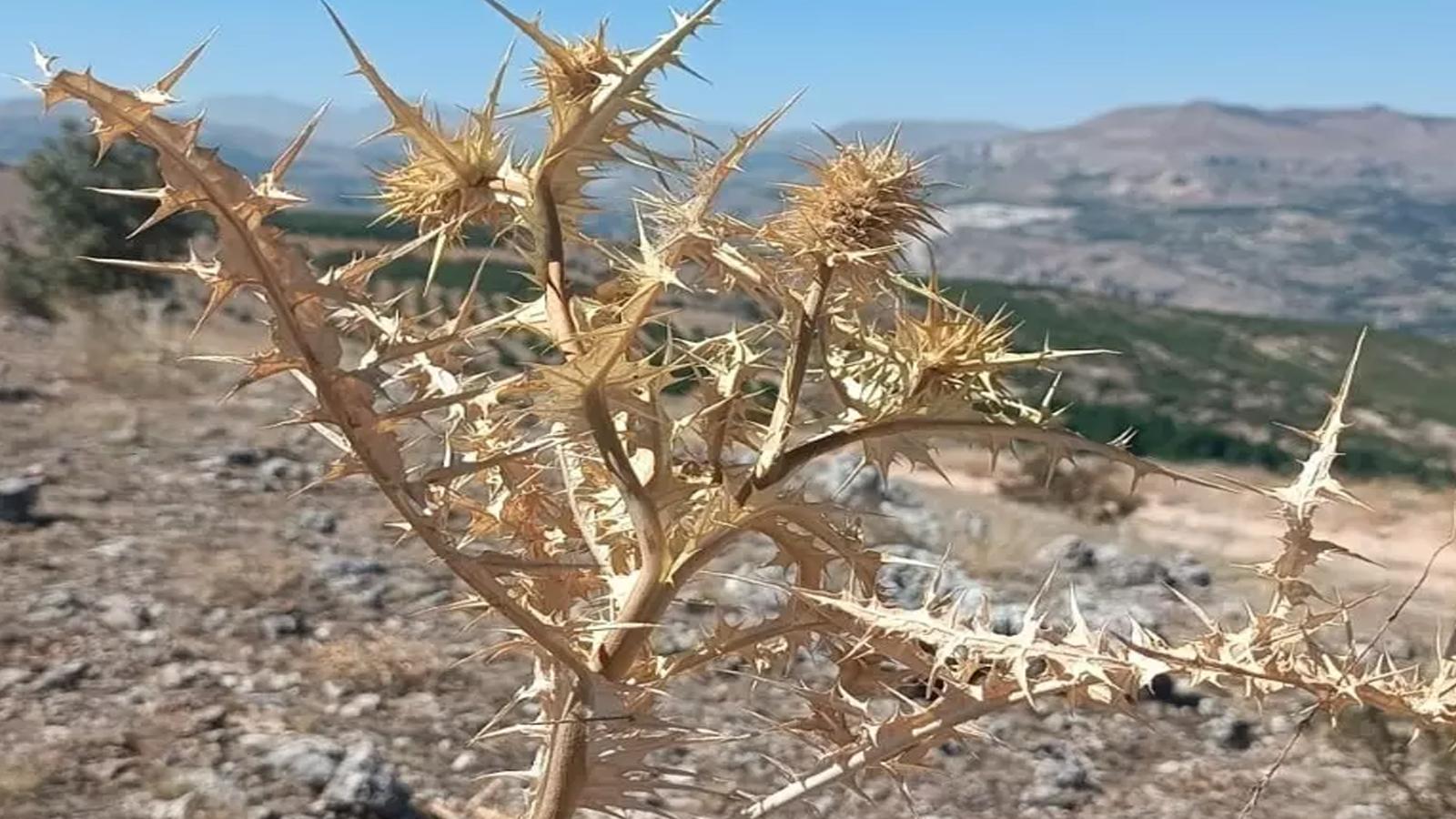 Doğadan gelen servet! Kilosu altınla yarışıyor
