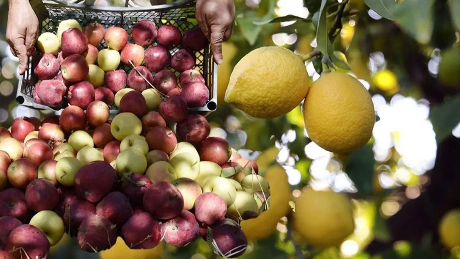 Elma ve limon da ihracı kayda bağlı ürünler listesine eklendi