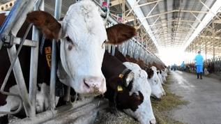 Büyükbaş sayısı 17,2 milyon oldu