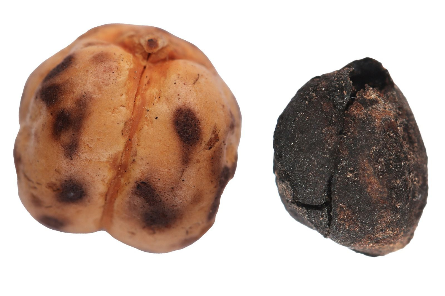 Tavşanlı'da 4 bin yıllık nohut, Çatalhöyük'te 8 bin 600 yıllık ekmek kalıntıları gün yüzüne çıkarıldı