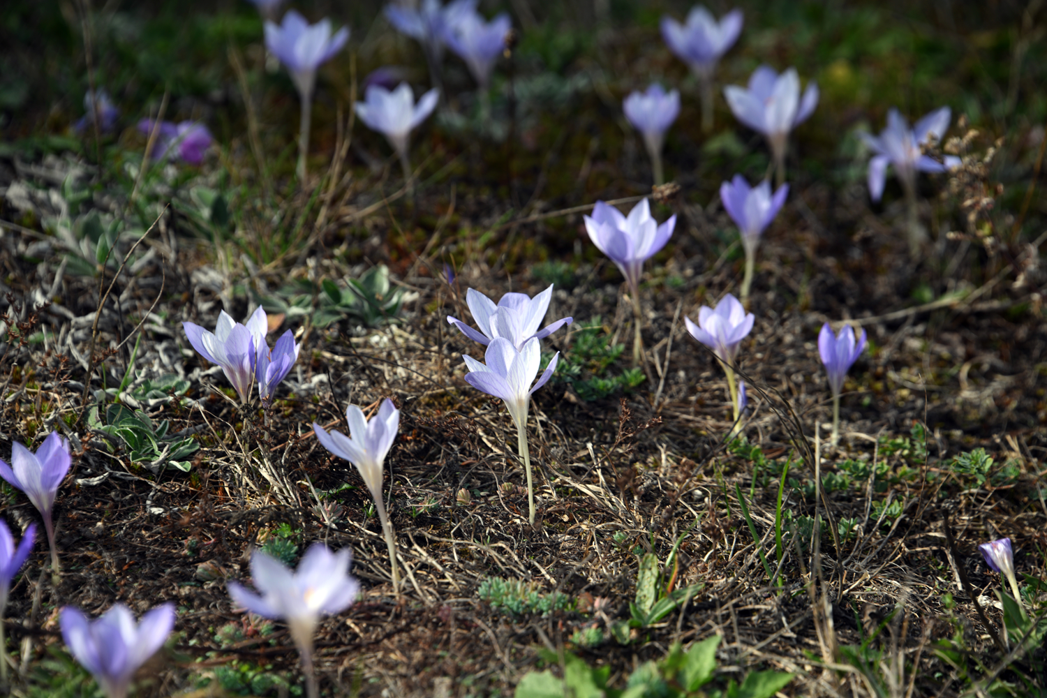"Vargit" çiçekleri Ilgaz Dağı'nı süsledi