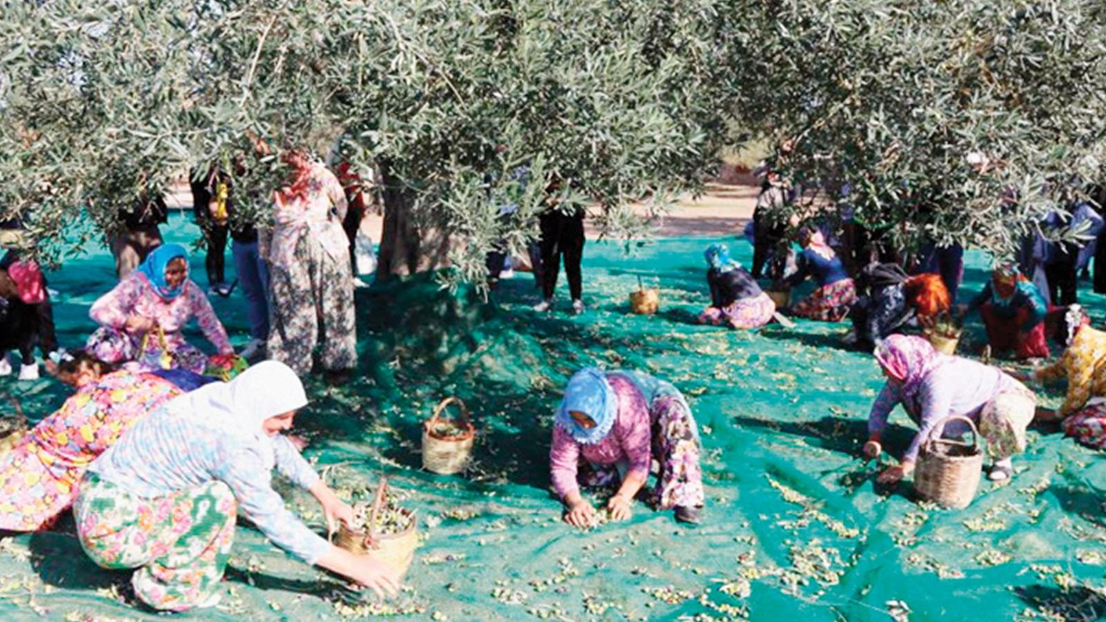 Zeytinyağında rekolte beklentisi 250 bin ton