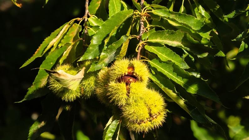 1161 rakımlı Kemer Mahallesi'nde kestane hasadı başladı