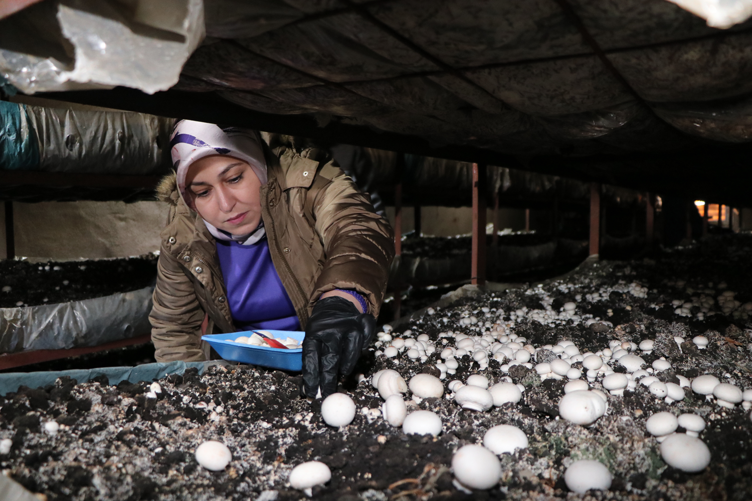 Erzurum'dan dünya pazarına! Kadın girişimci devlet desteğiyle 75 ton mantar üretiyor