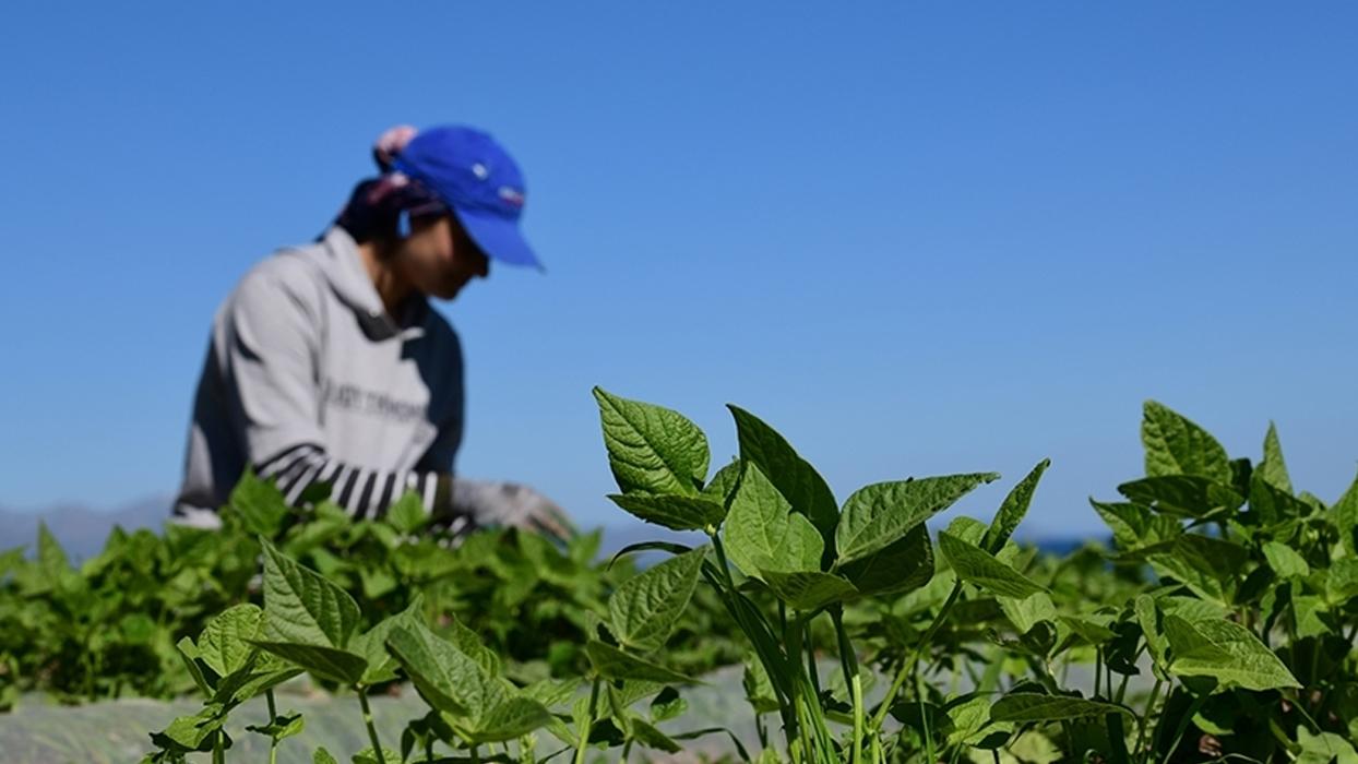 FAO ve Türkiye'den tarım politikalarını güçlendirecek yeni proje