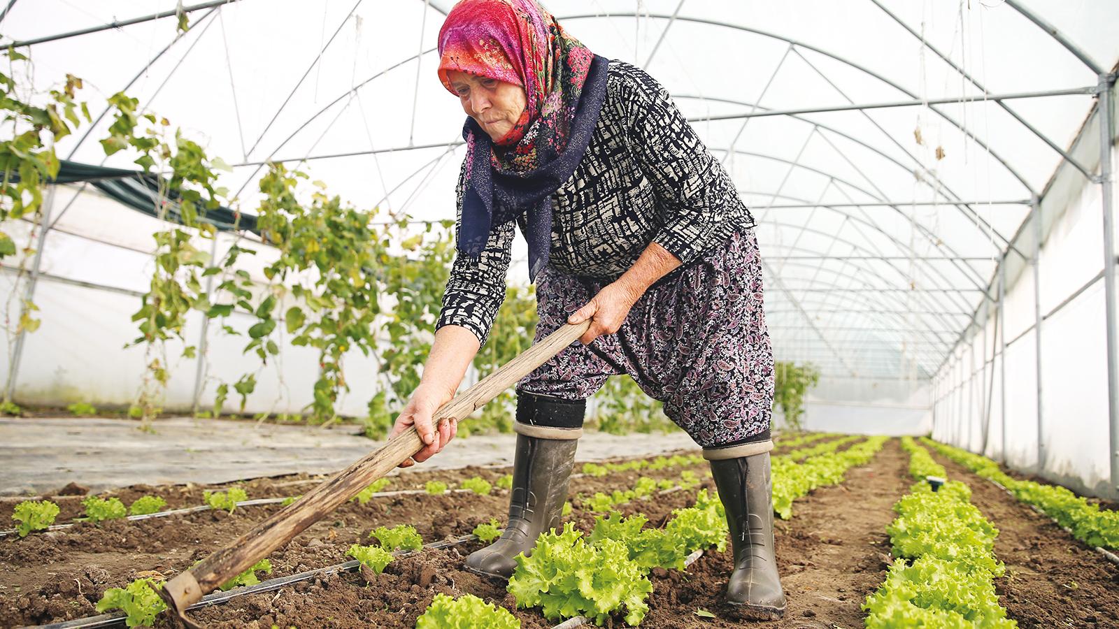 Edirneli Şirin teyze ikinci serasına kavuşuyor