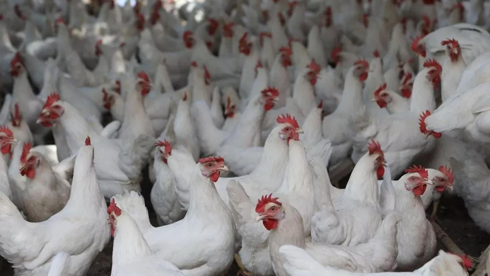 Japonya'daki çiftlikte kuş gribi paniği: Tavuklar itlaf edilecek