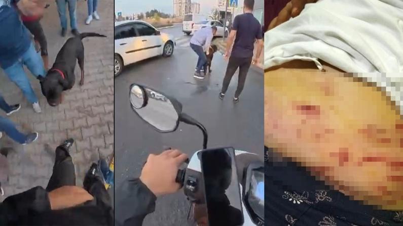 Ağızlıksız gezdirilen köpek dehşet saçtı... O anlar saniye saniye kameralara yansıdı