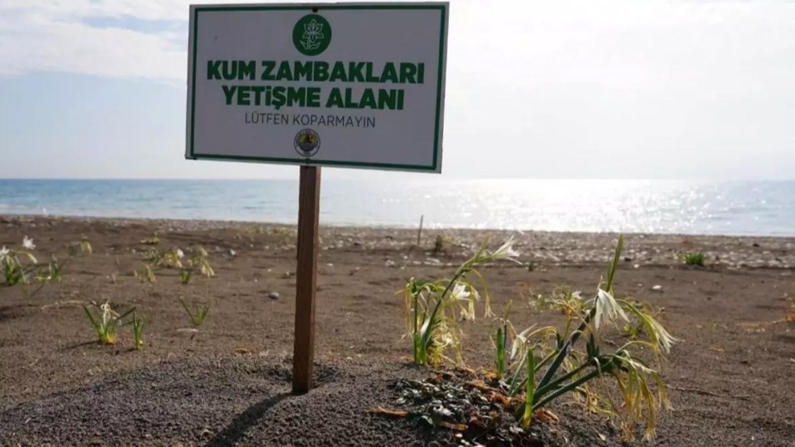 Cezası dudak uçuklatıyor! Doğanın zarafetine sıkı koruma