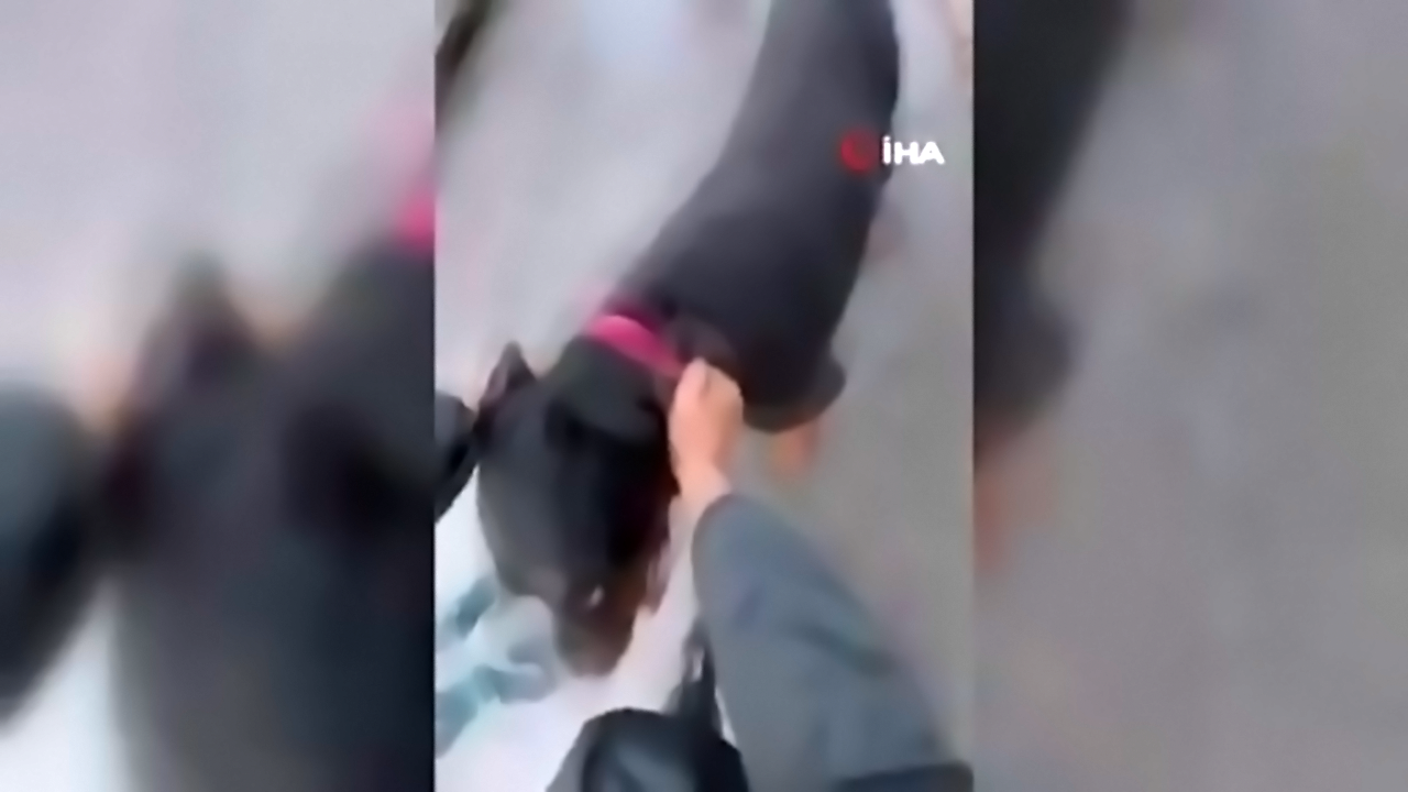 Rottweiler dehşeti! Ağızlıksız köpeğin saldırısı kask kamerasında