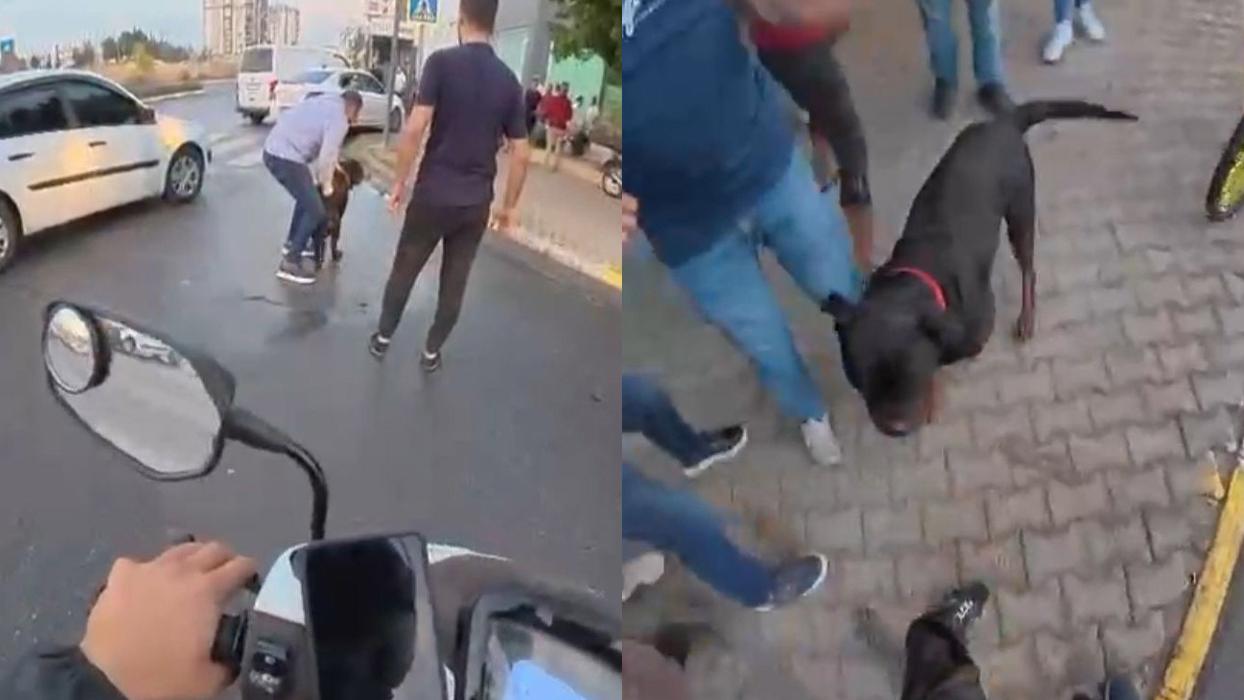 Mersin'de ağızlıksız Rottweiler dehşeti... ''Bir süre dışarı çıkmak istemiyorum''