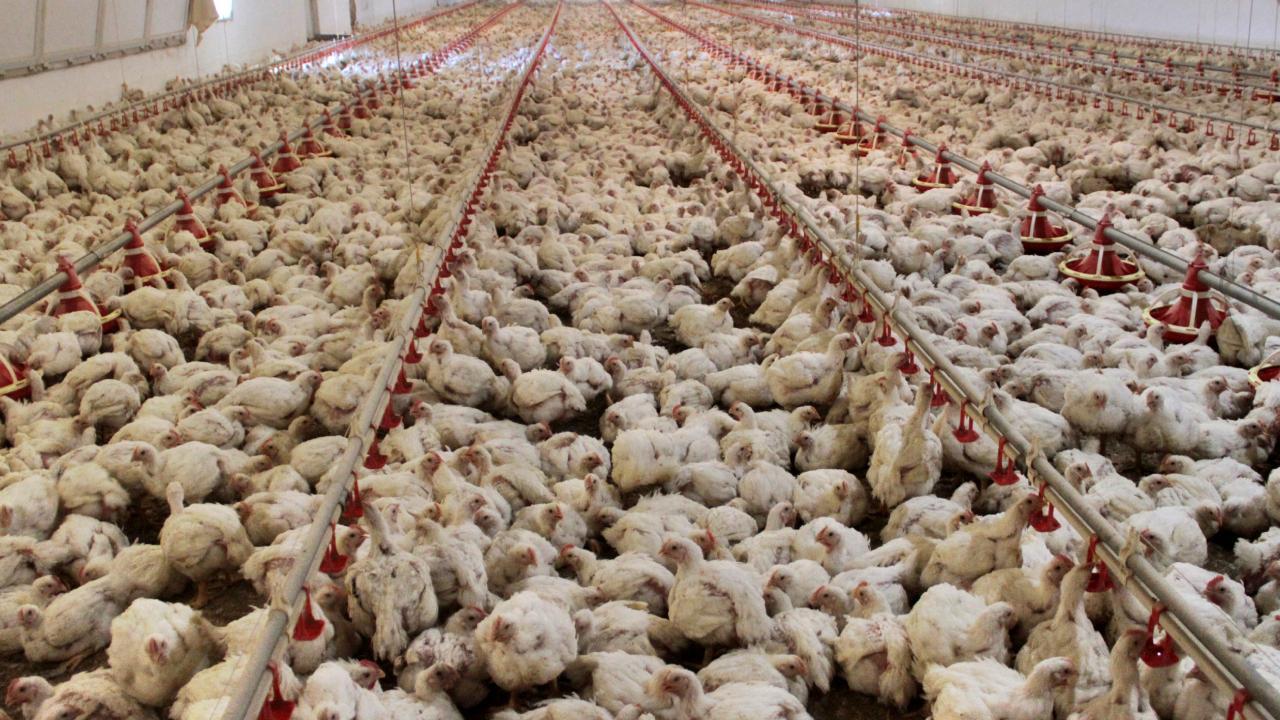 Vakalar hızla artıyor, Almanya alarmda! Binlerce hayvan itlaf edildi