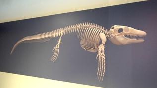 Dünyada yalnızca 7 örneği var! 65 milyon yıllık deniz dinozoru Türkiye'de ortaya çıktı