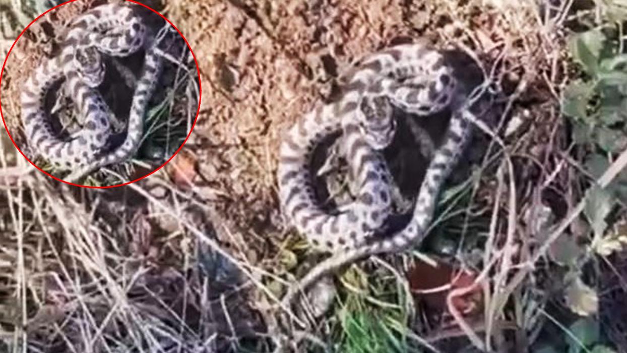 Dünyanın en zehirlisi Karabük'te ortaya çıktı... Koca engerek mantar toplarken görüldü