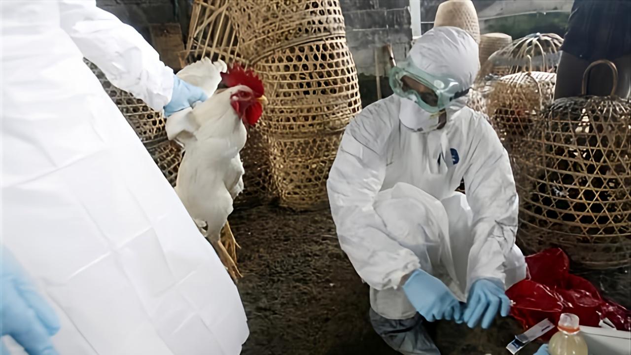 Kuş gribi Almanya'yı vurdu: 400 bin hayvan itlaf edildi