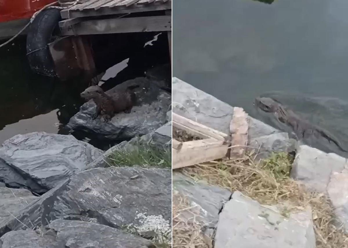 Nesli tükenmekte olan su samuru Küçükçekmece'de görüldü