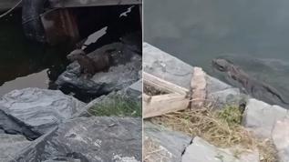 Nesli tükenmekte olan su samuru Küçükçekmece'de görüldü